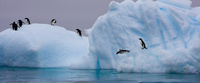Adélie Penguins Diving Off Iceberg